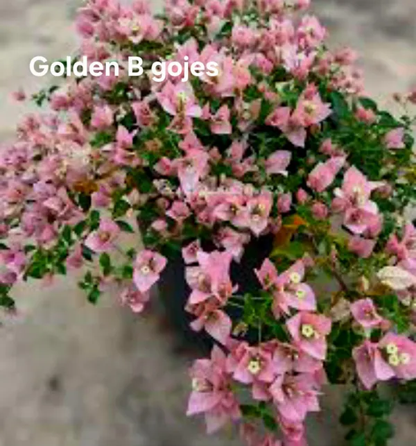 Golden_B_Gojes_Bougainvillea_Plant_-_Pink_Flowering_Ornamental_Plant