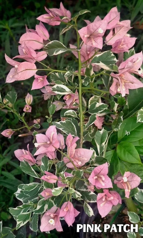 Pink_Patch__Bougainvillea_Plant_-_Ornamental_Flowering_Shrub_with_Colorful_Foliage