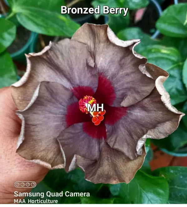 Bronzed_Berry_Hibiscus_Plant_-_Exotic_Brown-Grey_Flowering_Variety