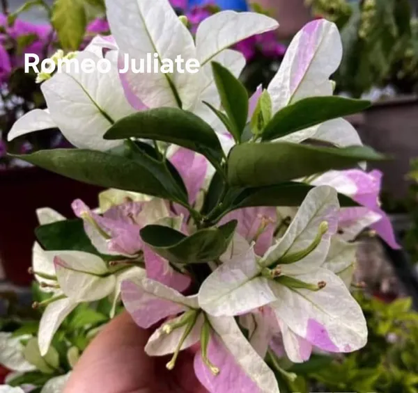 Romeo__&_Julie_Bougainvillea__Plant_-_White_&_Pink_Blooms