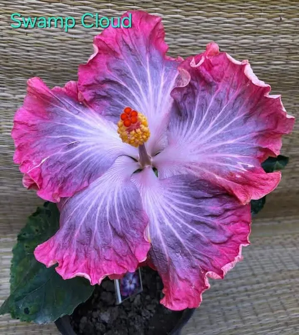 Swamp_Cloud_Hibiscus_Plant_-_Live_Flowering_Plant_with_Stunning_Purple-Pink_Blooms
