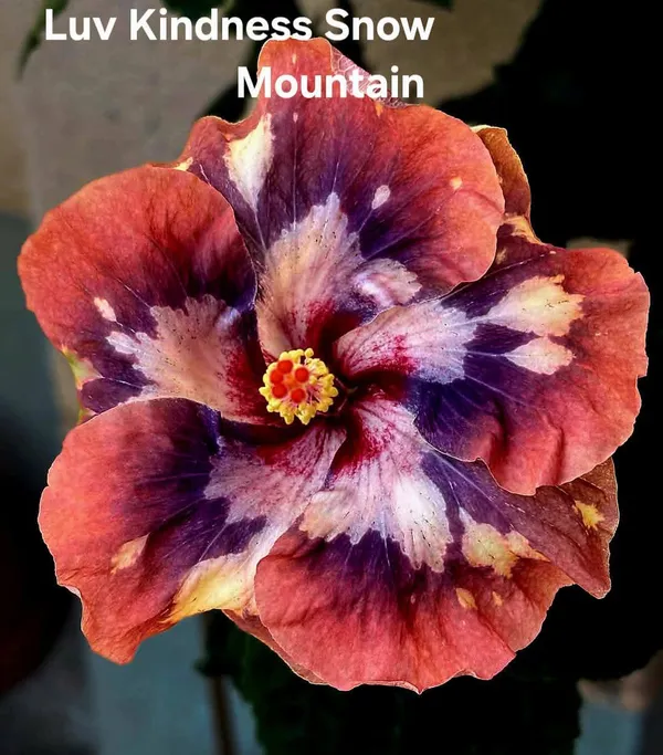 Luv_Kindness_Snow_Mountain_-_Hibiscus_Flowering_Plant