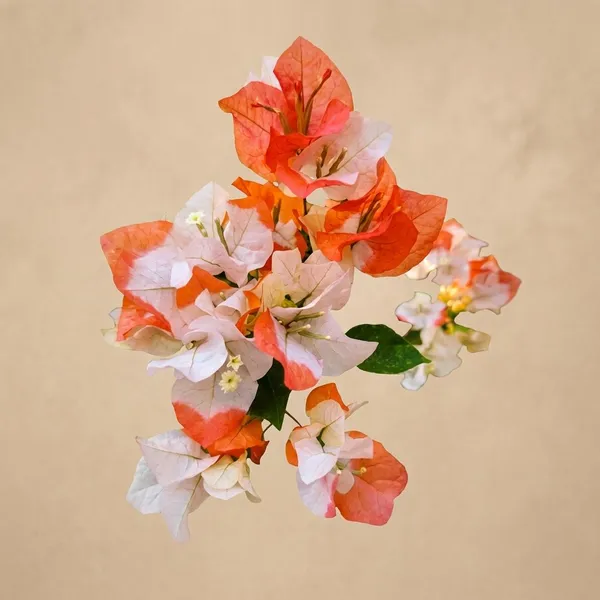 Maharani_Red_and_White_Bougainvillea_Plant