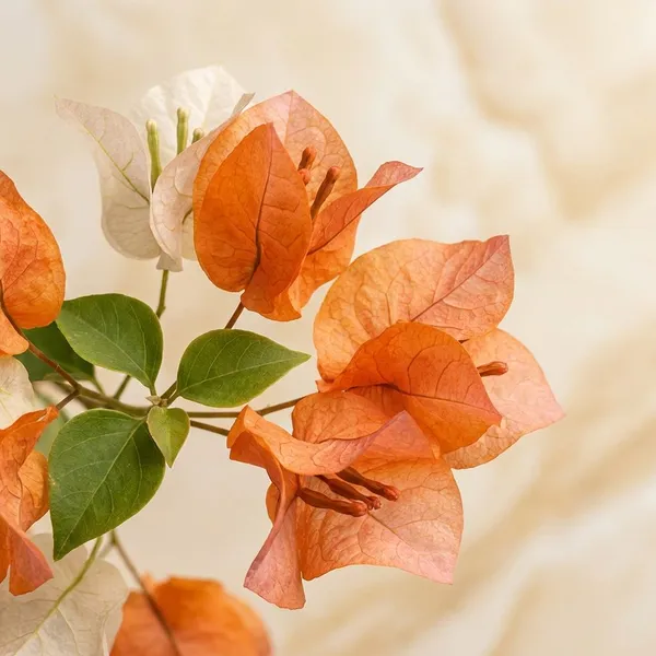Maharani_Red_and_White_Bougainvillea_Plant