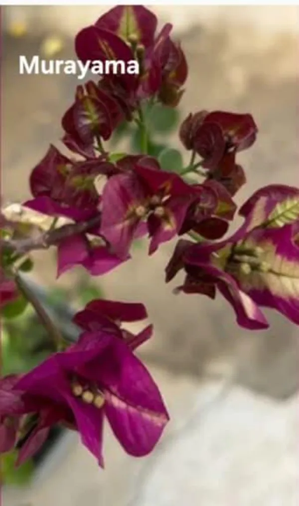 Murayama_Bougainvallia_Plants-_Deep_Purple_Maroon_Antirrhinum_Flower_Seeds