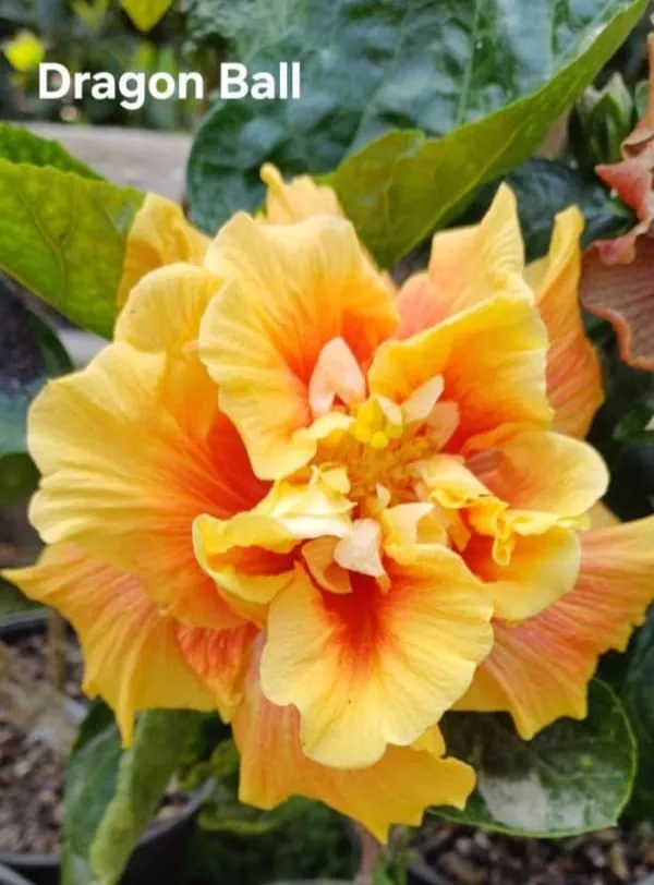 F._Dragon_Ball_Hibiscus_-_Double_Bloom_Yellow_Orange_Flowering_Plant