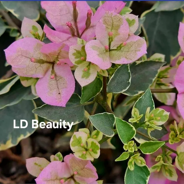 LD_Beauty_Bougainvillea_Plant_-_Pink_Flowering_Ornamental_Plant_with_Variegated_Foliage
