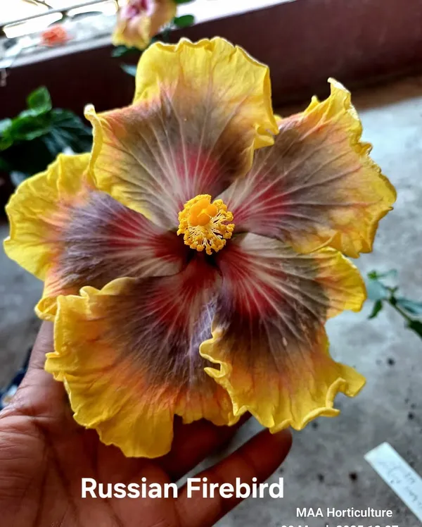 Russian_Firebird_Hibiscus_Flower_Plant_-_Yellow_&_Red_Variegated_Tropical_Bloom