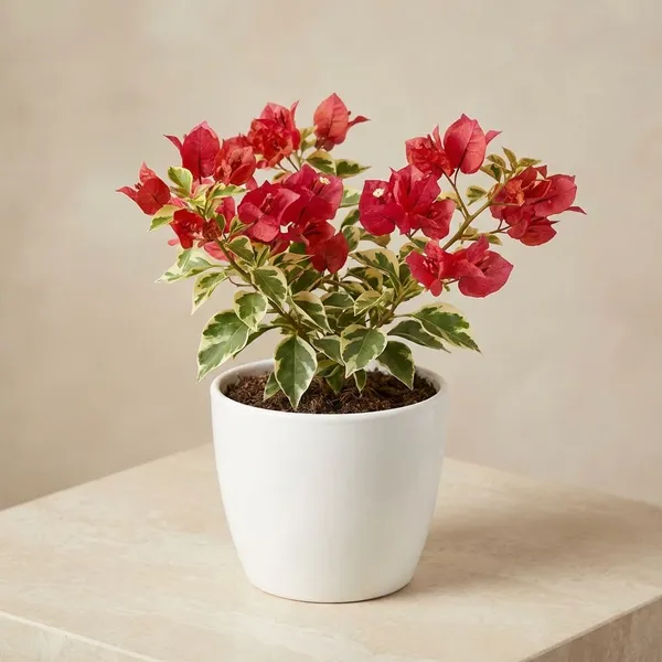 Brizza_Red_Variegated_Bougainvillea_Plants_-_Red_Flowering_Ornamental_Plant_with_Green_&_White_Foliage