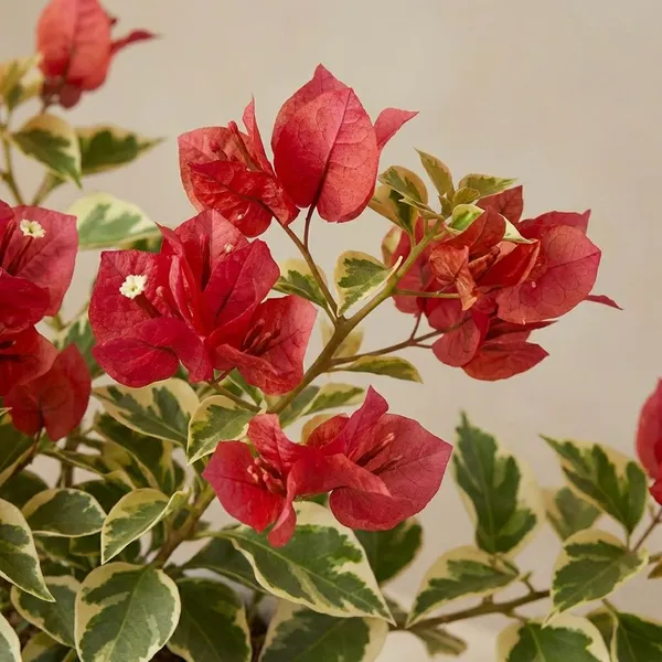 Brizza_Red_Variegated_Bougainvillea_Plants_-_Red_Flowering_Ornamental_Plant_with_Green_&_White_Foliage
