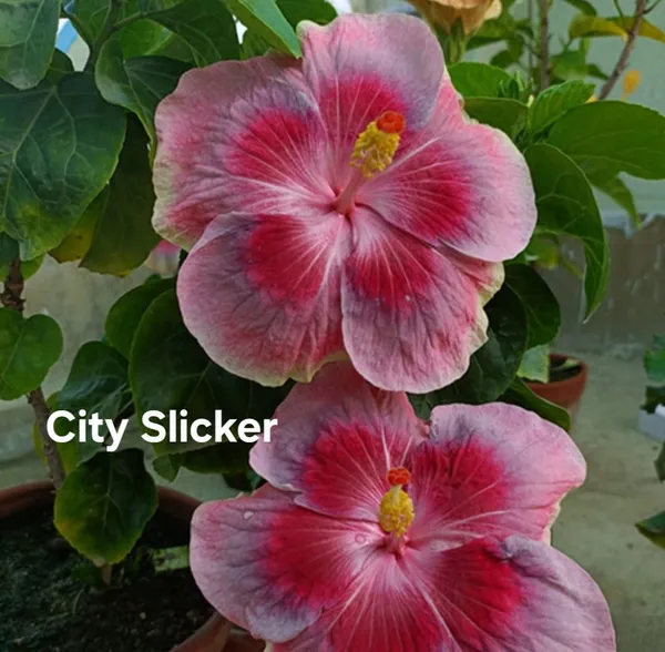 City_Slicker_Hibiscus_Plant_-_Pink_&_Magenta_Tropical_Flowering_Plant