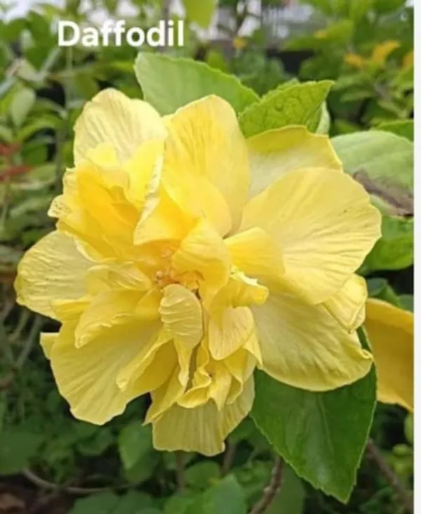 Daffodil_Hibiscus_Flower_Plant_-_Yellow_Blooming_Spring_Bulb