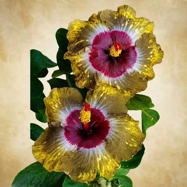 Shiva_Hibiscus__Tropical_Hibiscus_-_Tri-Color_Golden_Yellow,_White_&_Maroon_Variety