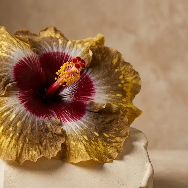 Shiva_Hibiscus__Tropical_Hibiscus_-_Tri-Color_Golden_Yellow,_White_&_Maroon_Variety