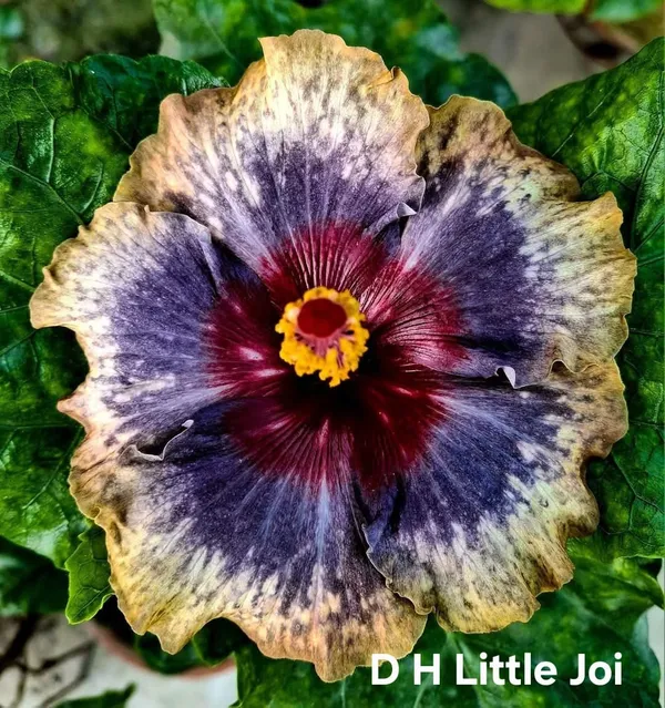 DH_Little_Joi_Hibiscus_Plant_-_Multi-Color_Exotic_Tropical_Flowering_Plant