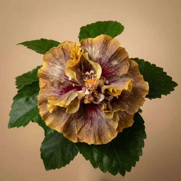 WR_Phantom_Look_Hibiscus_Plant_-_Yellow_and_Purple_Variegated_Double_Bloom_Flowering_Plant