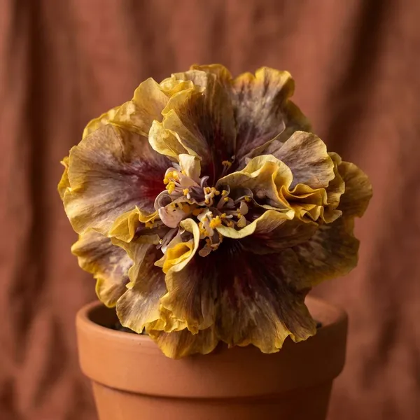 WR_Phantom_Look_Hibiscus_Plant_-_Yellow_and_Purple_Variegated_Double_Bloom_Flowering_Plant