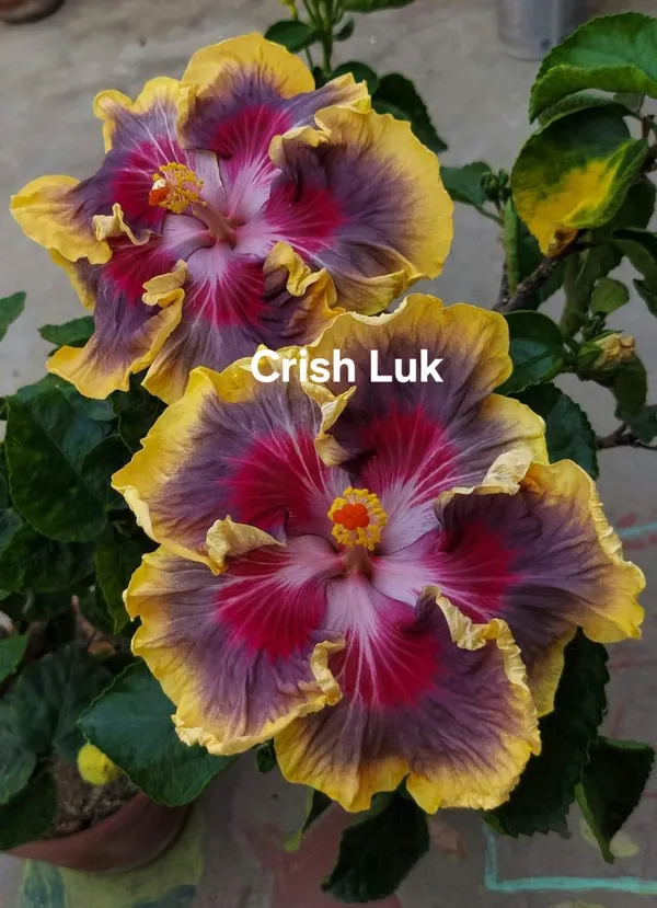 Crish_Luk_Multi-Color_Hibiscus_Plant_-_Yellow_Purple_Pink_Variegated_Flowering_Plant