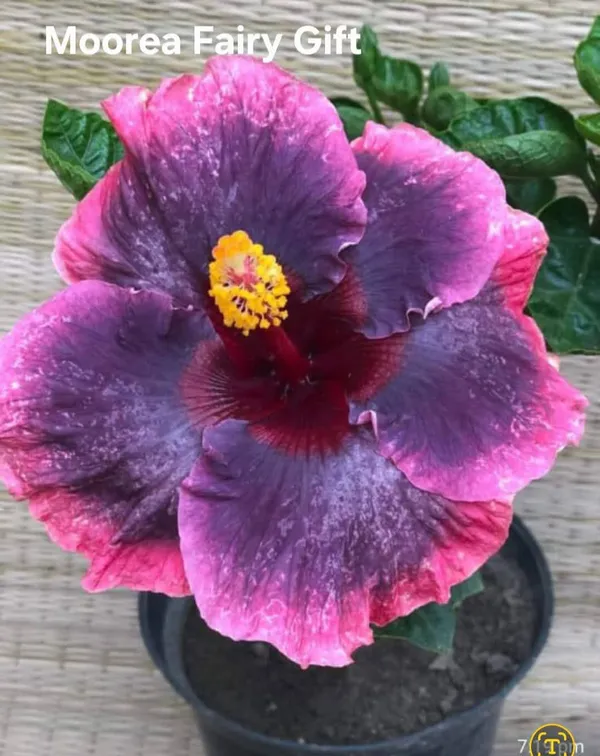 Moorea_Fairy_Gift_-_Exotic_Hibiscus_Plant_with_Stunning_Pink-Purple_Gradient_Blooms
