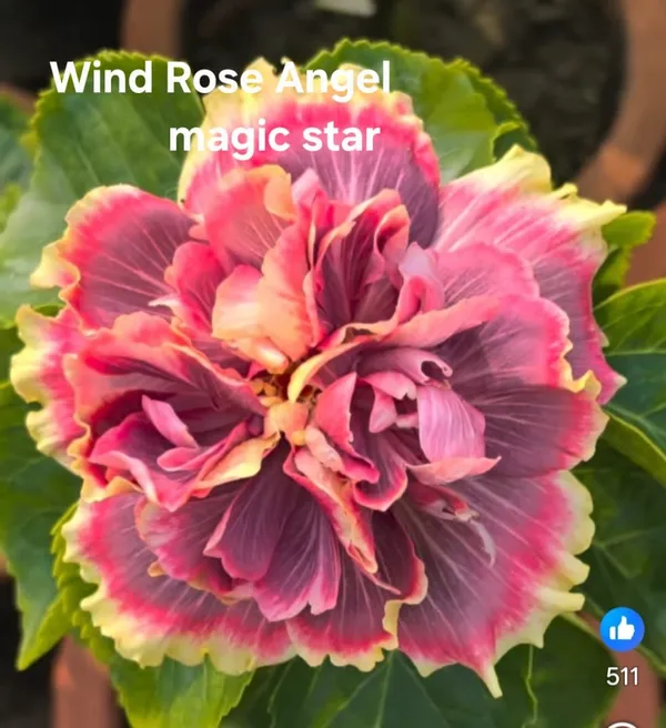 Wind_Rose_Angel_Magic_Star_Tropical_Hibiscus_plants__-_Premium_Ornamental_Flowering_Plant