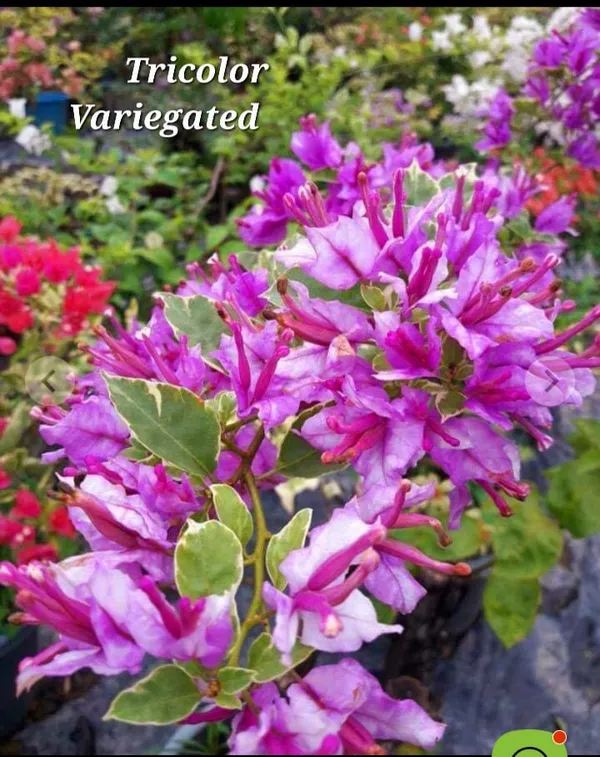Tricolor_Variegated_Bougainvillea_Live_Plant_-_Purple_Blooms_with_Green_&_White_Foliage