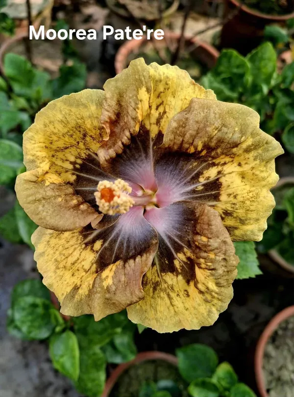 Moorea_Pate're_Hibiscus_Plant_-_Yellow_Flowering_Ornamental_Variety