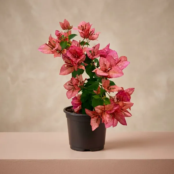 Skyline_Bougainvillea_Live_Plant_with_Pink_Blooms_-_Indoor/Outdoor_Decorative_Flowering_Plant