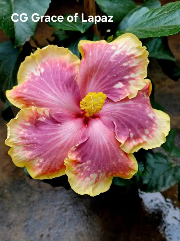 CG_Grace_of_Lapaz_Hibiscus_Plant_-_Live_Flowering_Plant_with_Pink_and_Yellow_Blooms