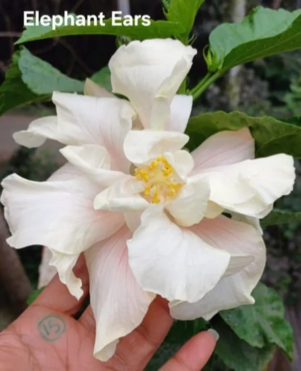 Elephant_Ears_White_Flowering_Plant