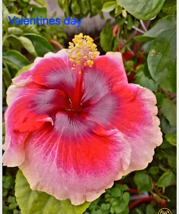 Valentine's_Day_Hibiscus_Flower_plants_-_Pink_&_Red_Floral_Photography
