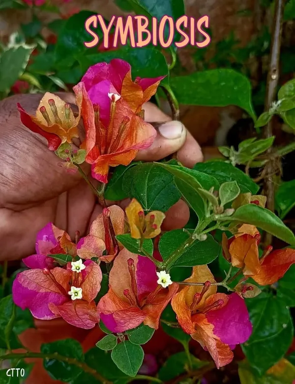 Symbiosis_Bougainvillia_plants