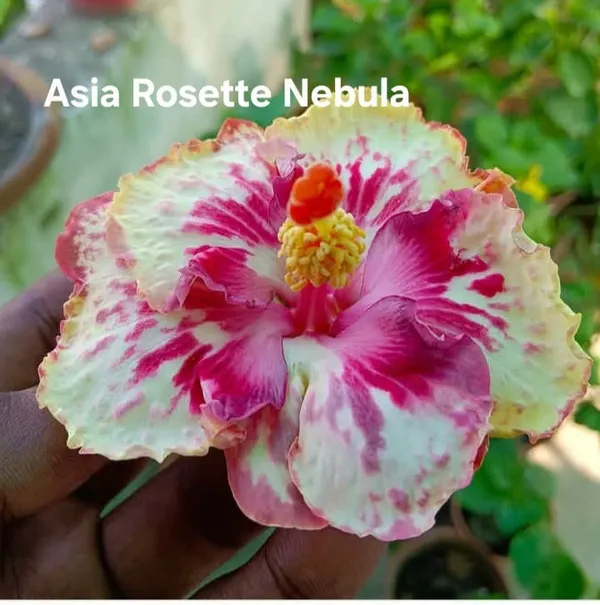 Asia_Rosette_Nebula_-_Hibiscus__Plant_with_Vibrant_Multi-Color_Blooms