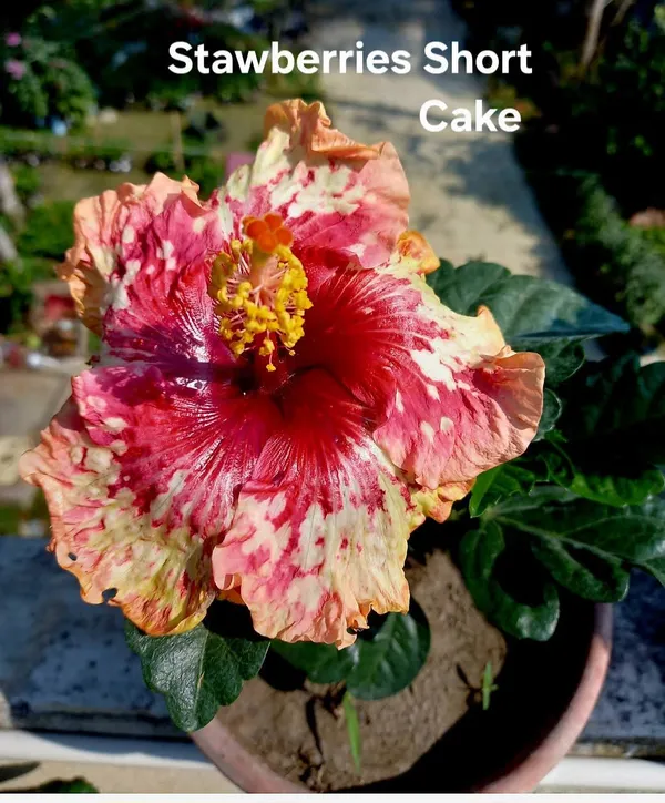 _-Stawberries_Short_Cake__Hibiscus_Variety_(Variegated_Pink,_Red_&_Cream_Blooms)
