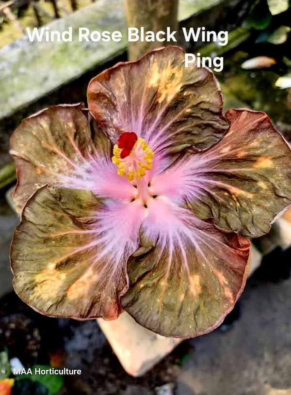 Wind_Rose_Black_Wing_Ping_Hibiscus_Plant_-_Rare_Ornamental_Flowering_Variety