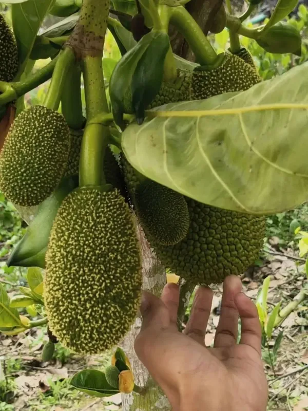 ALL_TIME_SUPER_EARLY_JACKFRUIT_PLANTS