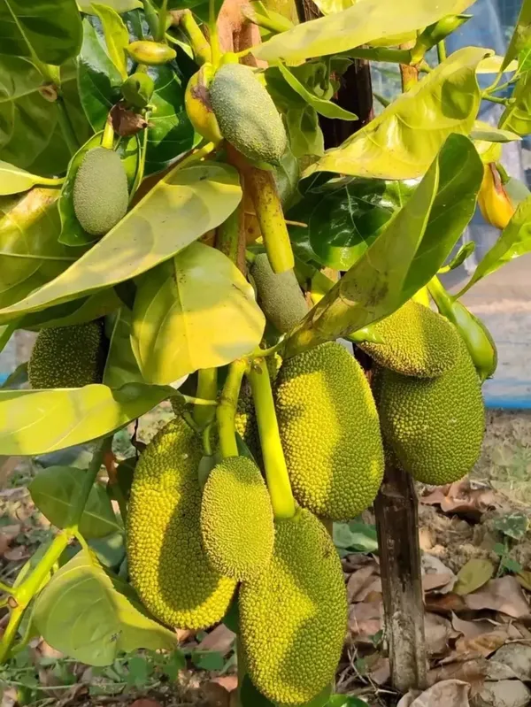 ALL_TIME_SUPER_EARLY_JACKFRUIT_PLANTS