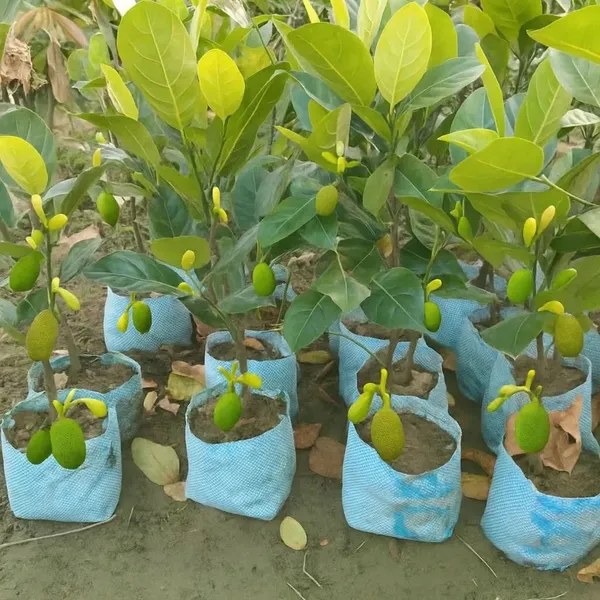 ALL_TIME_SUPER_EARLY_JACKFRUIT_PLANTS