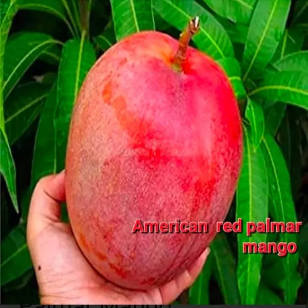 AMERICAN_RED_PALMAR_MANGO_PLANTS