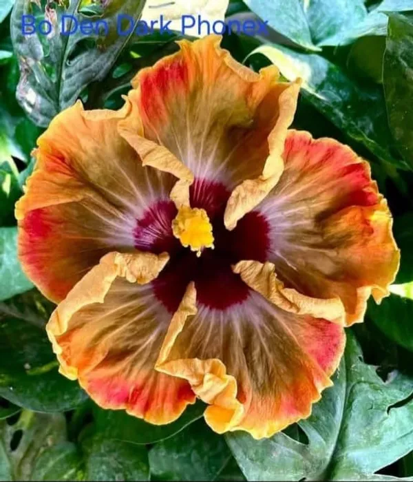 Bo_den_Dark_Phoenix_Hibiscus_Flower_Plant