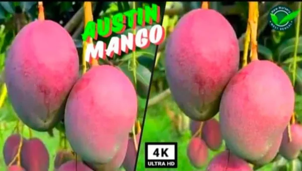 AUSTIN_MANGO_PLANTS