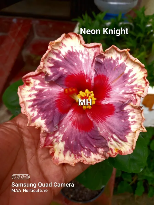 Neon_Knight_Hibiscus_Plant_-_Live_Flowering_Plant_with_Variegated_Pink,_Red_and_White_Blooms