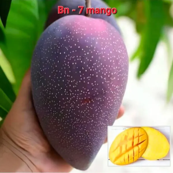 BN_-7_MANGO_PLANTS