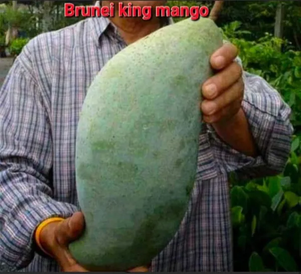 BRUNEI_KING_MANGO_PLANTS