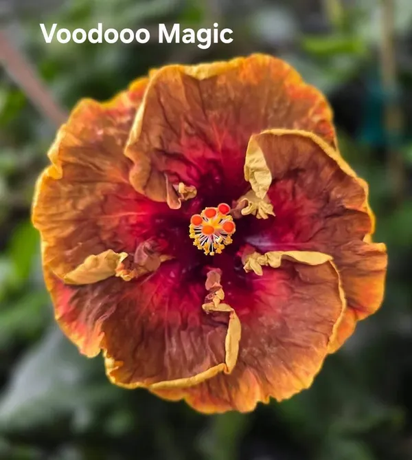 Voodooo_Magic_-_Vibrant_Orange_&_Pink_Hibiscus_Flower_(Premium_Quality)