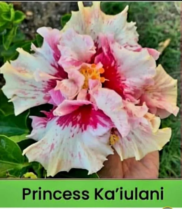 Princess_Ka'iulani_Hibiscus_Flower_Plants_-_Exotic_Tropical_Ornamental_Plant
