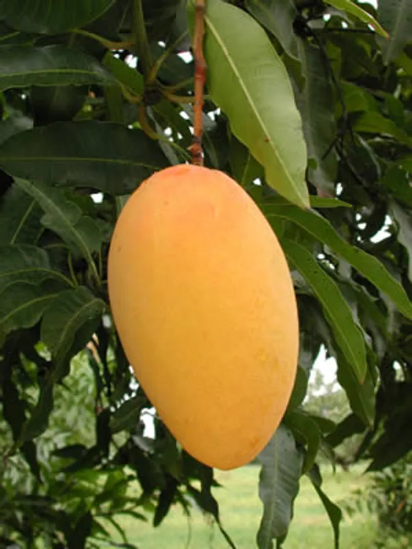 CHOUNSA_MANGO_PLANTS