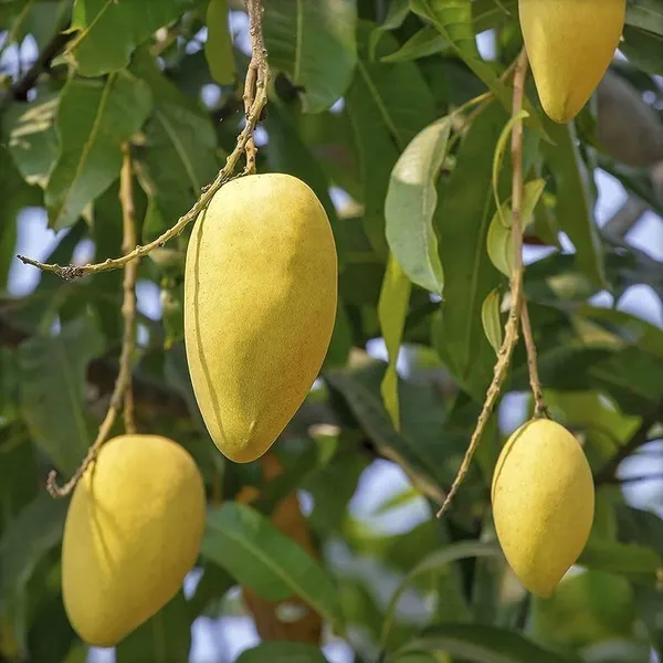 CHOUNSA_MANGO_PLANTS