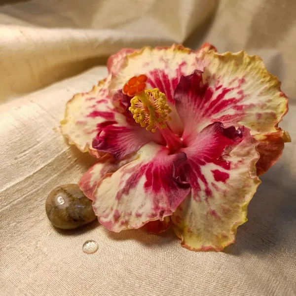Asia_Rosette_Nebula_-_Hibiscus__Plant_with_Vibrant_Multi-Color_Blooms