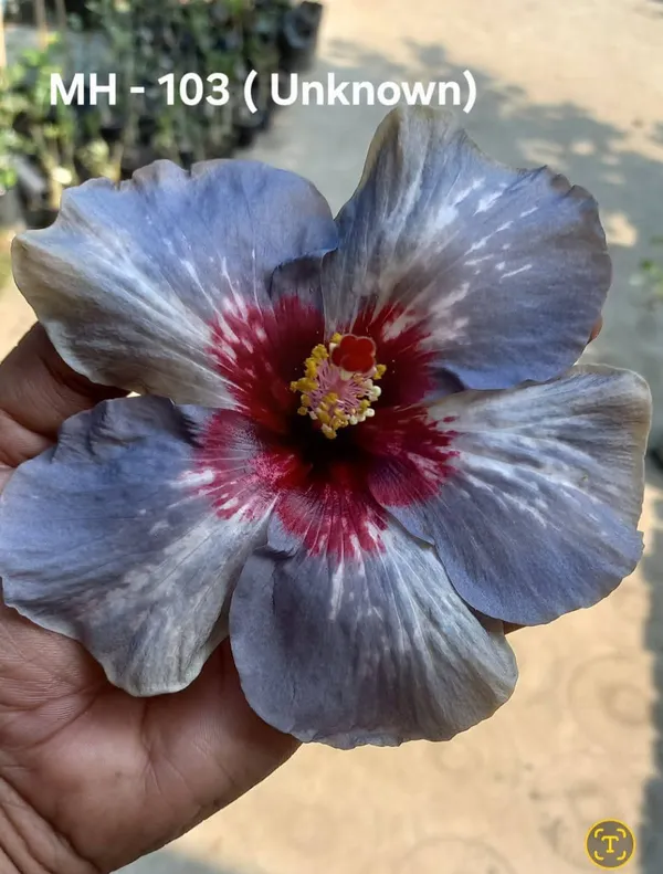 MH-103_Hibiscus_Plant_-_Blue-Purple_Petals_with_Red_Center
