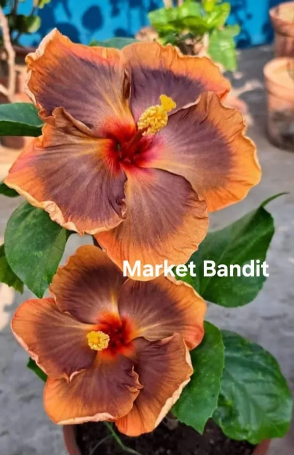 Market_Bandit_Hibiscus_Flower_Plant_-_Orange_&_Purple_Gradient_Blooms
